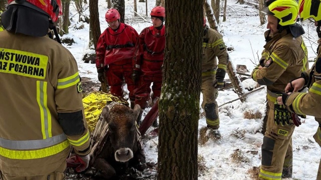 O krok od nieszczęścia - pomogli strażacy