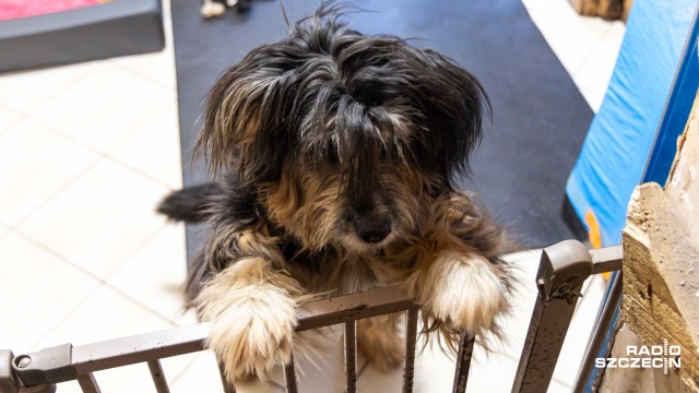 Temperatury lecą w dół. TOZ apeluje: otoczmy wszystkie zwierzęta opieką