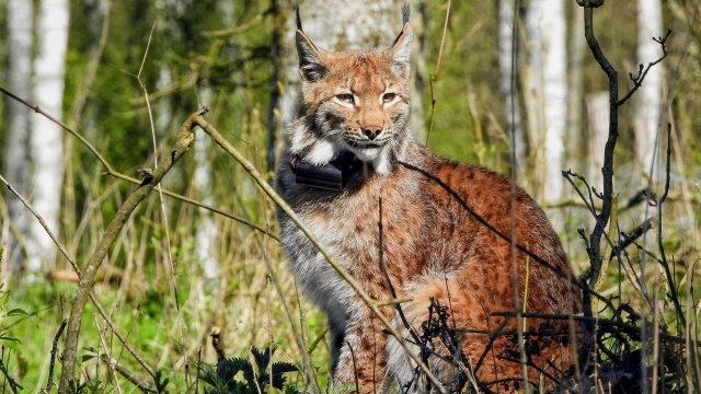 Jeszcze kilka lat temu gatunek ten był zagrożony wyginięciem. Teraz między innymi dzięki specjalnym programom odtwarzającym populację, te dzikie koty wracają do natury. Można śledzić ich aktywność dzięki specjalnym obrożom z GPS-em.