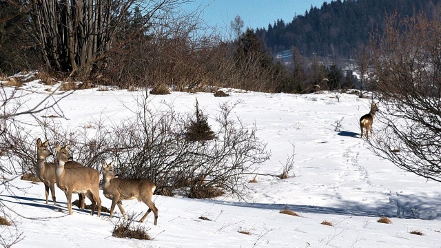 Do brutalnej sytuacji doszło na ulicy Nowowiejskiej na Bezrzeczu. Straż Gminna w dobrej prosi o kontakt świadków zdarzenia.