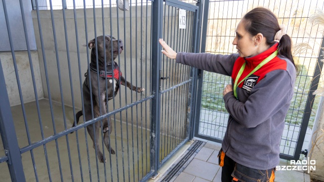 Kiedyś były to prawie same kundelki - obecnie do Schroniska dla bezdomnych zwierząt w Szczecinie trafia coraz więcej psów rasowych. Sprawdziliśmy dlaczego tak się dzieje.