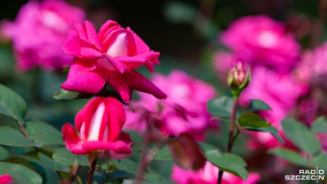 Dwa szczecińskie place zazielenią się wraz z nadejściem wiosny. Do końca kwietnia odbetonowane zostaną tereny przy Twardowskiego i Rugiańskiej.