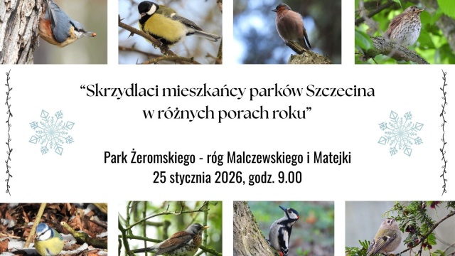 Można wybrać się na spacer śladami ptaków, które zimują w Szczecinie.