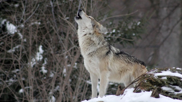 Chodzi o zwierzę potrącone przez samochód, które przez wiele godzin konało na drodze w mrozie czekając na pomoc. Zwierzęcia pilnowała policja.
