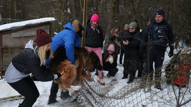 Uratowane psy ze schroniska w Sobolewie w woj. mazowieckim trafiły do województwa łódzkiego. Trwa przewóz ponad 100 psów do Schroniska w Wojtyszkach. Akcja kilkudziesięciu wolontariuszy, mieszkańców i służb trwa od sobotniego wieczora.