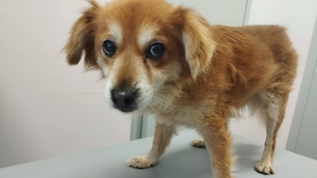 Potrzebne są miejsca w domach tymczasowych dla psów ze szczecińskiego Towarzystwa Opieki nad Zwierzętami.