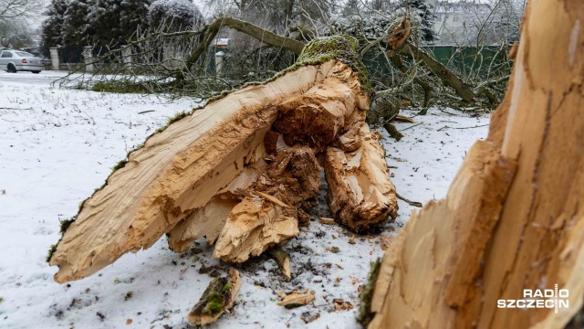 Marznący deszcz i gołoledź sprawia problemy nie tylko na ulicach i chodnikach, ale też na drzewach.