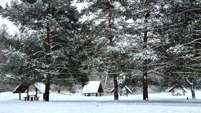 Mróz i las mogą być śmiertelnie niebezpieczne. Przekonali się o tym spacerowicze w Kampinoskim Parku Narodowym.