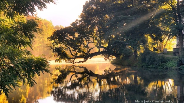 Wśród dwunastu okazów jest Krzywe Drzewo z Szydłowca.