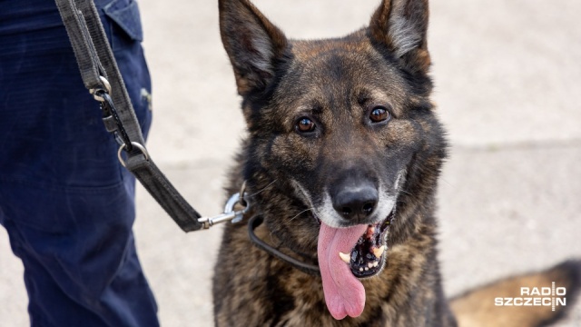 Będzie kontrola warunków, w jakich służą policyjne psy. Sprawdzone mają zostać ich żywienie, leczenie, szczepienia oraz codzienny dobrostan.