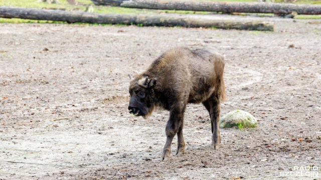 Ponad pół tysiąca żubrów żyje na wolności w lasach północno-zachodniej Polski. Przyrodnicy zakończyli liczenie tych zwierząt i przyznają, że populacja wolno żyjących żubrów powoli rośnie.