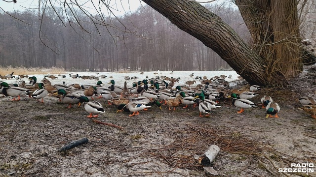Zamarznięte akweny, oblodzone trawniki i drzewa sprawiają, że dzikim zwierzętom brakuje żywności. O dziko żyjące ptaki zadbali Świnoujścianie.