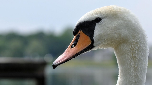 Na północnym fragmencie autostrady A6 wylądował łabędź. Słuchacze alarmowali, że ruch na wysokości Rurki spowolnił.