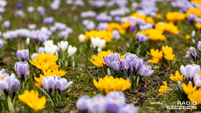 Jedna jaskółka wiosny nie czyni, ale pierwsze zwiastuny jej nadejścia można już zobaczyć w Szczecinie gołym okiem. Zdaniem ekspertów, jest szansa, że zimę pożegnamy w ciągu kilku dni.