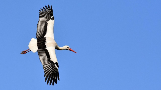 Po kilkumiesięcznym pobycie w ciepłych krajach bociany wracają do Polski. Informują o tym pracownicy Uniwersytetu Zielonogórskiego.