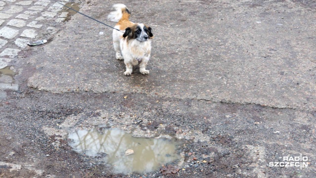 Picie wody z kałuż może być niebezpieczne dla zwierząt. Zwłaszcza psów. Sól drogowa, która po zimie zalega w chodnikowych nieckach może powodować poważne konsekwencje dla ich zdrowia.