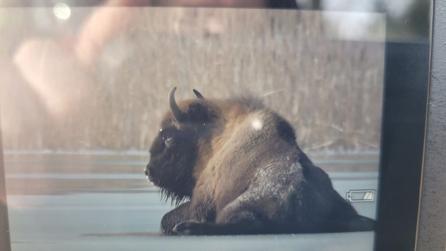 Samica żubra na lodzie. Strażacy z Wałcza otrzymali rano nietypowe zgłoszenie.
