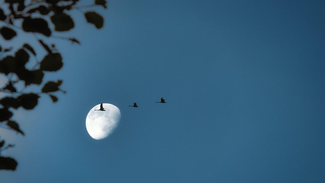Żurawie, gęsi ale i skowronki można już usłyszeć w pobliskich parkach, lasach czy ogrodach. W przyrodzie widać wiosenne ruchy...