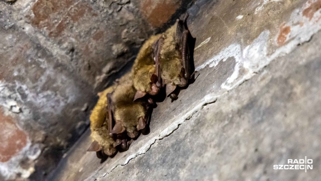 Wyjątkowo dużo nietoperzy hibernowało tej zimy w Szczecinie. Zakończyło się właśnie doroczne liczenie tych pożytecznych ssaków.