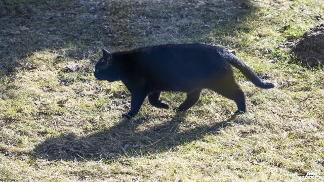 Ptasia grypa rozgościła się na Pomorzu Zachodnim. Wirus zagraża psom i kotom.