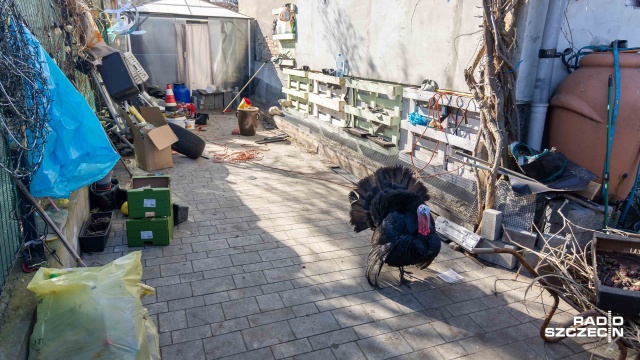Cisza w kamienicy na szczecińskich Podjuchach się skończyła - wprowadziły się kury i indyk, choć żadnej umowy najmu nie podpisały...