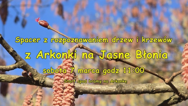 Pąki kasztanowców, przebiśniegi i kotki wierzby. W Szczecinie odbędzie się pierwszy w tym roku spacer z rozpoznawaniem drzew i krzewów poprowadzony przez szczecińskiego przyrodnika Pawła Madejskiego.