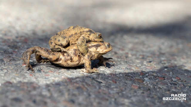 Rozpoczyna się okres ochronny bufo bufo, czyli ropuchy szarej. Od czwartku szczecińscy strażnicy miejscy prowadzą doraźne patrole w rejonach, w których migrują płazy.