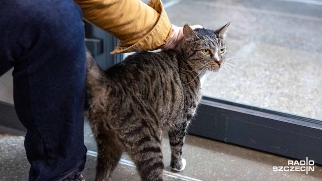 Potrzebne są osoby do głaskania i opieki nad niechcianymi kotami. Rusza nabór na koci wolontariat w schronisku dla bezdomnych zwierząt w Szczecinie.