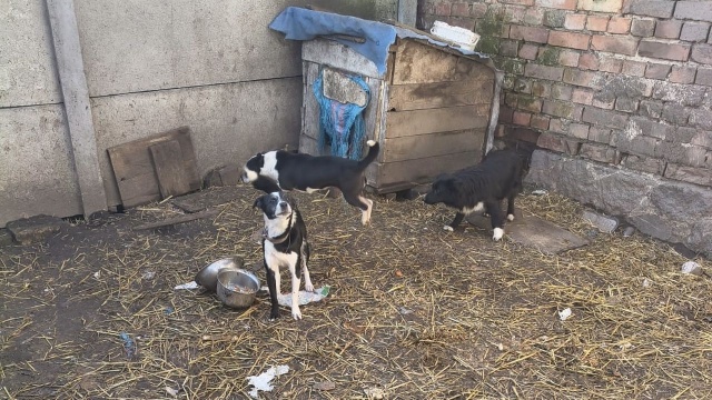 Odebrano 12 psów i kota - to dzięki interwencji stargardzkiej policji i TOZ-u z Kiczarowa.