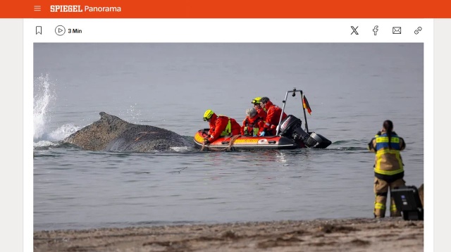 Trwa akcja ratowania młodego humbaka, który od poniedziałku jest uwięziony na mieliźnie na plaży w miejscowości Timmendorfer Strand na północy Niemiec - podała we wtorek agencja dpa. Mimo nocnego przypływu zwierzę nie zdołało się uwolnić, a jego stan zdrowia nie jest dobry.