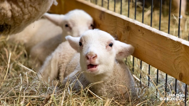 Pola, Benio, Maciek i Gabryś - to młode jagnięta, które przyszły na świat w Zwierzętarni przy ulicy Niemierzyńskiej w Szczecinie.