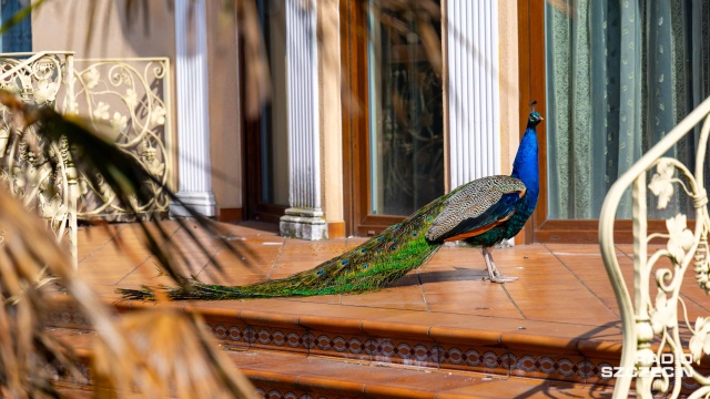 Paw wybrał się na miejski spacer. To nie żadna norma, a mały uciekinier - Kubuś, jeden z siedmiu pawi ze szczecińskiego osiedla Krzekowo-Bezrzecze.