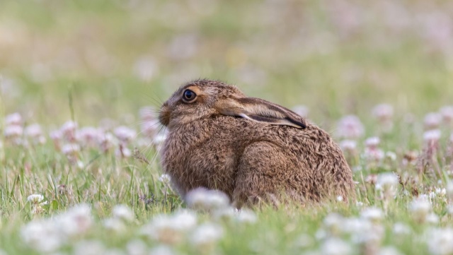 Zając szarak, niegdyś powszechny element polskiego krajobrazu rolniczego, obecnie staje się coraz rzadszy. Okazuje się, że niebezpieczeństwem dla niego jest również człowiek z... dobrymi intencjami.