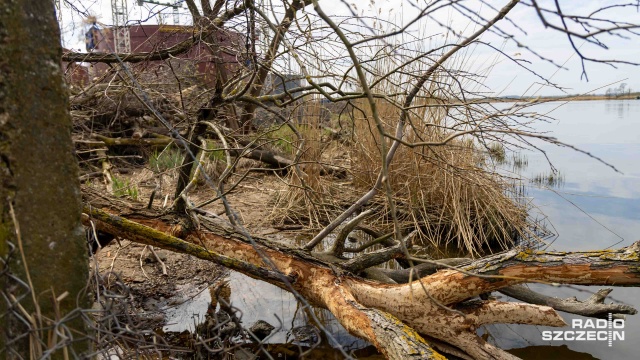 Nie tylko mieszkańcy mogą zatamować budowę bazy paliwowej w Podjuchach, ale i bobry - które zamieszkują te okolice. Maszyny budowlane zniszczyły ich norę, która znajdowała się na terenie budowy.
