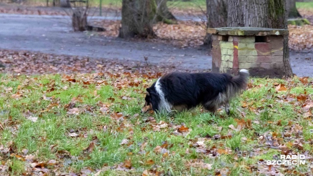 Wiosną nasze czworonogi cieszą się długimi spacerami i zabawą na świeżym powietrzu. To także czas wzmożonej aktywności kleszczy.