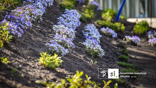Na Placu Orła Białego pojawiły się nowe drzewa i rośliny ozdobne. To tylko część planowanej zieleni.