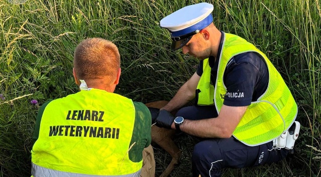 Niecodzienna interwencja szczecineckich policjantów. Dzięki informacji od jednego z kierowców - uratowali rannego koziołka na drodze krajowej 11.