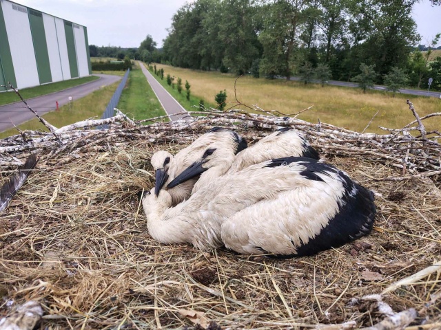 Akcja miała miejsce w poniedziałek popołudniu w miejscowości Dziwogóra.