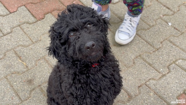 Specjalny Ośrodek Szkolno-Wychowawczy Nr 1 w Policach ma nowego pracownika. To przyjazny pies terapeutyczny rasy doodle, czyli mieszanka labradora z pudlem.