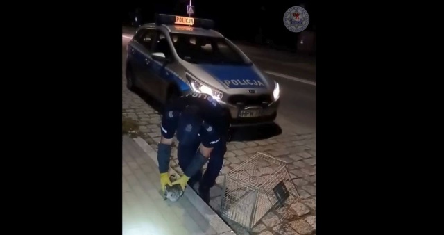 Nietypowa interwencja szczecineckich policjantów. Mundurowi ruszyli na pomoc młodej mewie, która została potrącona.