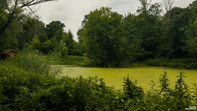 Letnie porządki przy szczecińskich Syrenich Stawach. Miasto posprząta teren między Lasem Arkońskim a Ogrodem Botanicznym.