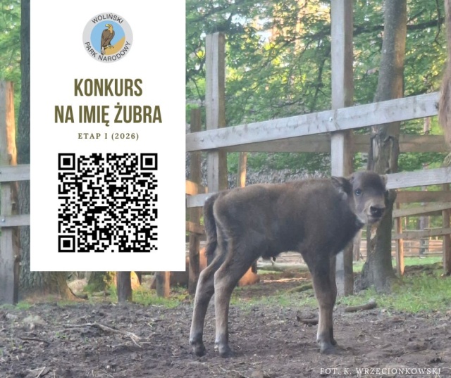 Młody byczek przyszedł na świat w Zagrodzie Pokazowej Żubrów. Syn Posawy i Polanina II, czeka teraz na odpowiednie imię, które, zgodnie z tradycją, musi zaczynać się od liter PO (od słowa Polska).