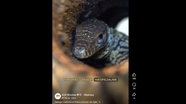 Waran z Komodo wykluł się we wrocławskim zoo. To pierwszy przedstawiciel tego gatunku gada, który przyszedł na świat w polskim ogrodzie zoologicznym - poinformowało w czwartek zoo. Warany z Komodo to gatunek zagrożony wyginięciem.