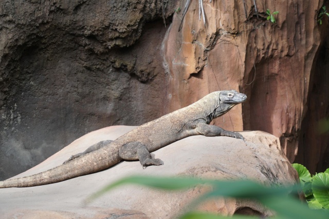 Po dwustu dwóch dniach inkubacji z jaja złożonego przez samicę Florencję we wrocławskim ZOO wykluł się pierwszy w Polsce młody waran z Komodo.