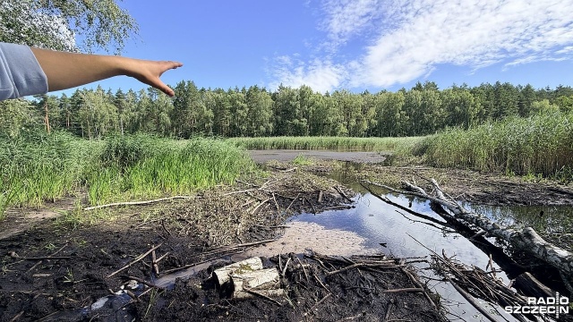 Staw Kiełpiński wysycha coraz szybciej. Lustro wody w ciągu kilku tygodni obniżyło się tam blisko o metr.
