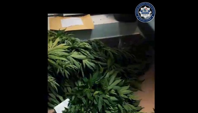 Plantację konopi zlikwidowali gryficcy kryminalni. W sprawie został zatrzymany 33-letni mieszkaniec powiatu.