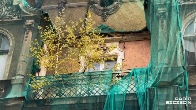 Tarasowi ponad stuletniej kamienicy przy ulicy Bałuki 13 w Szczecinie grozi rozsadzenie. Wszystko przez rosnącą na nim brzozę.