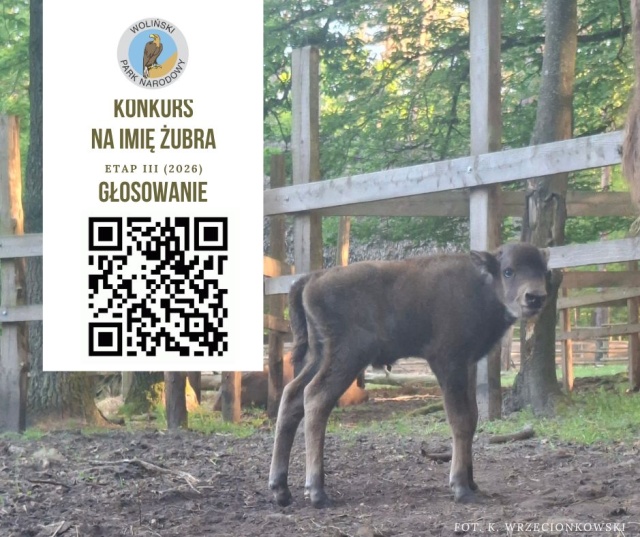Mały żubr z Wolińskiego Parku Narodowego wreszcie dostanie imię i tym razem wybiorą je internauci.
