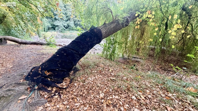 Skutecznie i humanitarnie Miasto Szczecin radzi sobie z bobrami. Walka z gryzoniami w pobliżu miejskich akwenów trwa od dłuższego czasu i przynosi już widoczne efekty.