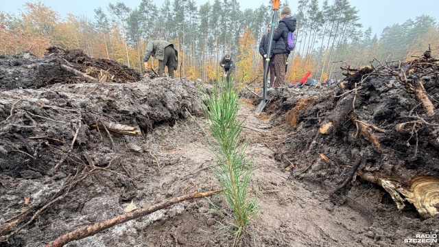 Sto tysięcy nowych drzew wzbogaciło lasy Pomorza Zachodniego. To bilans dwuletniej akcji wspólnego sadzenia sosen, lip, świerków, brzóz i buków, w którą zaangażowało się prawie 5 tysięcy uczniów z ponad stu zachodniopomorskich szkół.